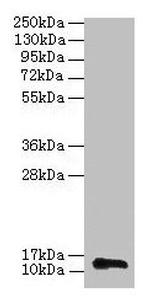 RPL36AL Polyclonal Antibody