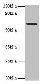 PLBD2 Polyclonal Antibody