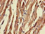 PNLIPRP3 Antibody in Immunohistochemistry (Paraffin) (IHC (P))