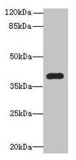 PNMA1 Antibody in Western Blot (WB)