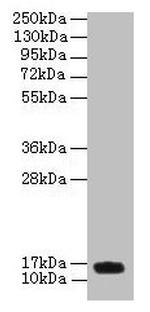 PNRC2 Antibody in Western Blot (WB)