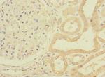 PPIAL4G Polyclonal Antibody