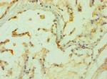 PPP3CC Antibody in Immunohistochemistry (Paraffin) (IHC (P))