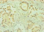 PPP3CC Antibody in Immunohistochemistry (Paraffin) (IHC (P))