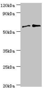 PPP3CC Antibody in Western Blot (WB)