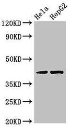 PRKACG Antibody in Western Blot (WB)