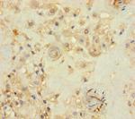 THAP12 Polyclonal Antibody