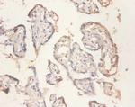 RPS11 Antibody in Immunohistochemistry (Paraffin) (IHC (P))