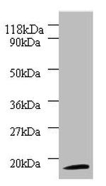 RPS11 Antibody in Western Blot (WB)
