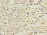 RAB4B Polyclonal Antibody