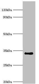 RAD1 Antibody in Western Blot (WB)