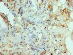 RAD51D Polyclonal Antibody