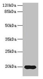 REG3G Polyclonal Antibody