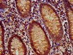 RFX1 Antibody in Immunohistochemistry (Paraffin) (IHC (P))
