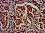 RFX1 Antibody in Immunohistochemistry (Paraffin) (IHC (P))
