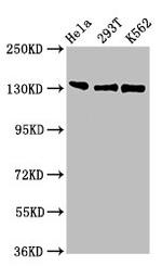 RFX1 Antibody in Western Blot (WB)