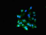 RGL2 Polyclonal Antibody
