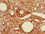 RGL2 Antibody in Immunohistochemistry (Paraffin) (IHC (P))