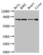 RGL2 Antibody in Western Blot (WB)