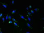 RNF148 Polyclonal Antibody