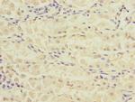 RPIA Antibody in Immunohistochemistry (Paraffin) (IHC (P))