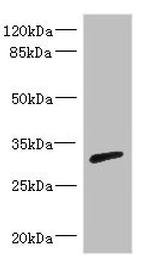 RPIA Antibody in Western Blot (WB)