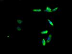 RPL19 Polyclonal Antibody
