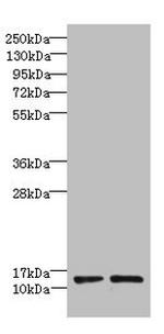 RPP14 Polyclonal Antibody