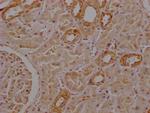 SEPP1 Polyclonal Antibody