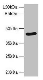 SERPINB8 Antibody in Western Blot (WB)
