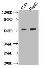 MCT2 Polyclonal Antibody