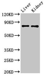 SLC22A23 Antibody in Western Blot (WB)