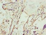 SPCS3 Polyclonal Antibody