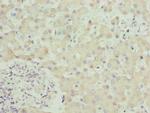 SPCS3 Antibody in Immunohistochemistry (Paraffin) (IHC (P))
