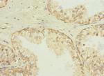 SQRDL Polyclonal Antibody