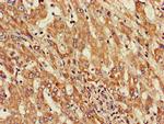 ST8SIA5 Antibody in Immunohistochemistry (Paraffin) (IHC (P))