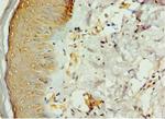 STK16 Antibody in Immunohistochemistry (Paraffin) (IHC (P))