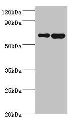 STXBP3 Antibody in Western Blot (WB)