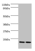 RPL27 Antibody in Western Blot (WB)
