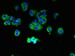 TMCC1 Antibody in Immunocytochemistry (ICC/IF)