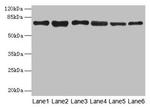 TMCC1 Antibody in Western Blot (WB)
