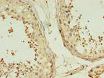 TMEM141 Antibody in Immunohistochemistry (Paraffin) (IHC (P))