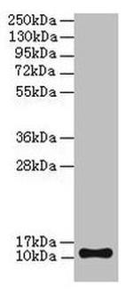 TMEM141 Antibody in Western Blot (WB)