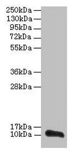 TMEM14A Antibody in Western Blot (WB)