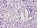 TMEM14B Antibody in Immunohistochemistry (Paraffin) (IHC (P))