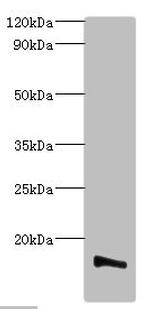 TMEM14B Antibody in Western Blot (WB)