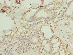TMEM154 Antibody in Immunohistochemistry (Paraffin) (IHC (P))