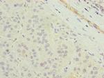 TMEM177 Antibody in Immunohistochemistry (Paraffin) (IHC (P))