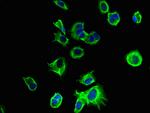 TMEM186 Antibody in Immunocytochemistry (ICC/IF)