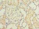 TMEM186 Antibody in Immunohistochemistry (Paraffin) (IHC (P))